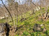 SAKARYA HENDEK GÜNEY KÖYÜNDE SATILIK FINDIK BAHÇESİ